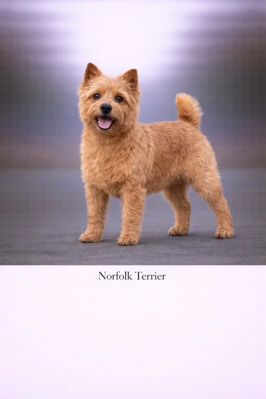 Norfolk Terrier puppy - Norfolk Terrier dog breed training guide