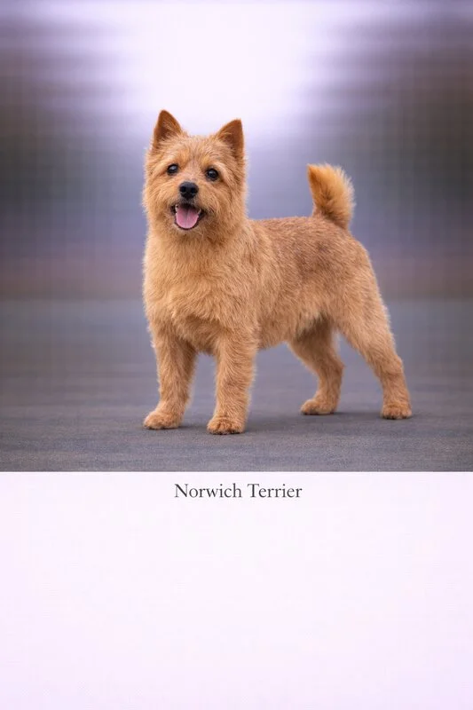Norwich Terrier puppy - Norwich Terrier dog breed training guide