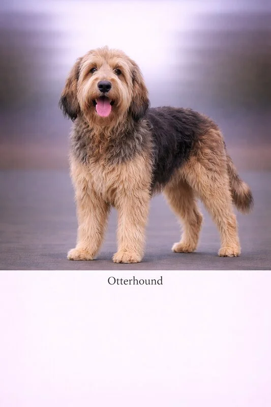 Otterhound puppy - Otterhound dog breed training guide