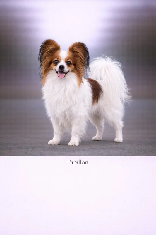 Papillon puppy - Papillon dog breed training guide