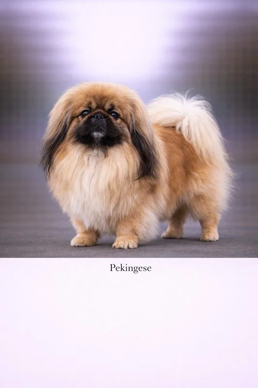 Pekingese puppy - Pekingese dog breed training guide