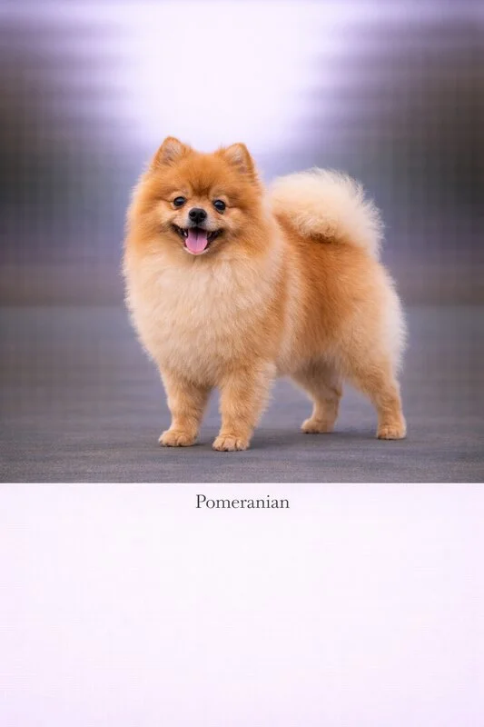 Pomeranian puppy - Pomeranian dog breed training guide