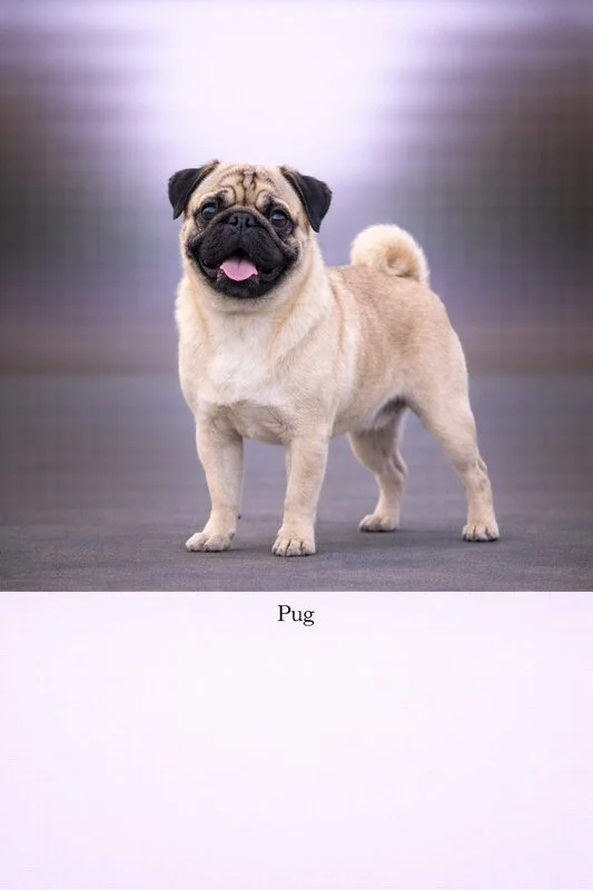 Pug puppy - Pug dog breed training guide