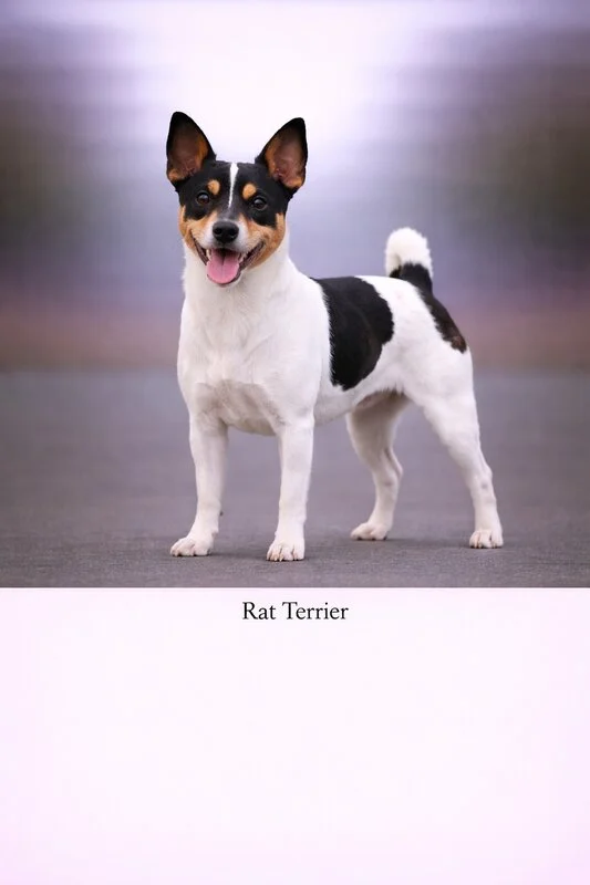 Rat Terrier puppy - Rat Terrier dog breed training guide