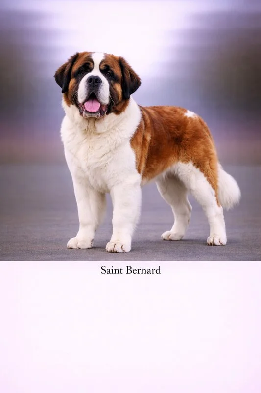 Saint Bernard puppy - Saint Bernard dog breed training guide