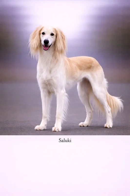 Saluki puppy - Saluki dog breed training guide