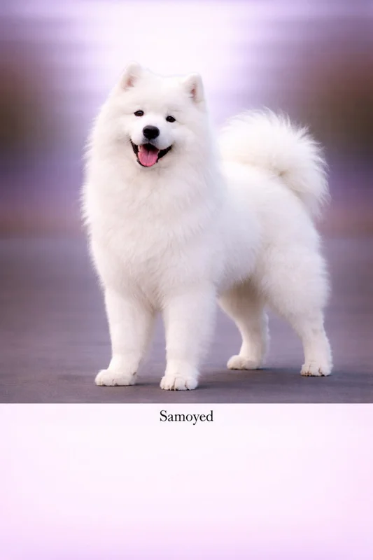 Samoyed puppy - Samoyed dog breed training guide