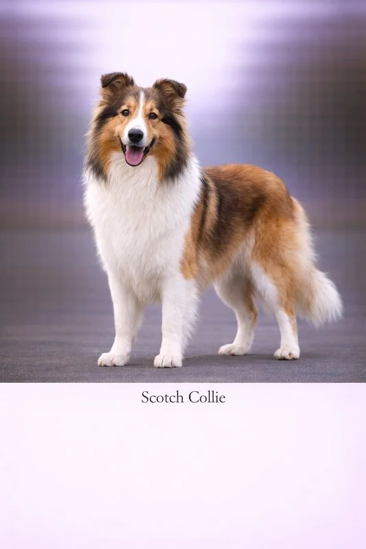 Scotch Collie puppy - Scotch Collie dog breed training guide