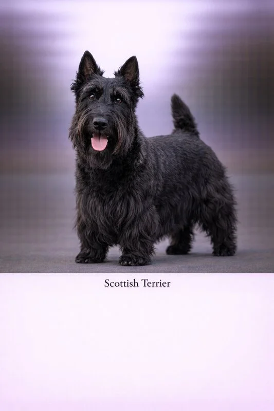 Scottish Terrier puppy - Scottish Terrier dog breed training guide
