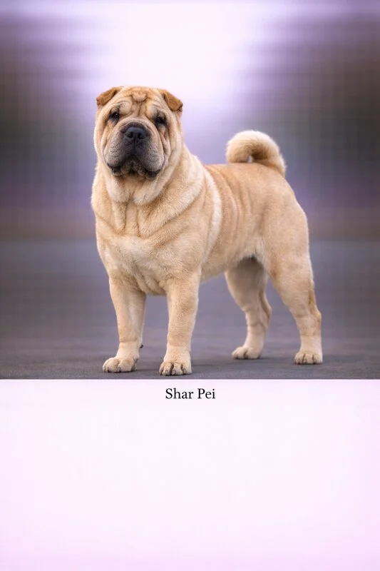 Shar Pei puppy - Shar Pei dog breed training guide