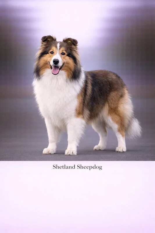 Shetland Sheepdog puppy - Shetland Sheepdog dog breed training guide