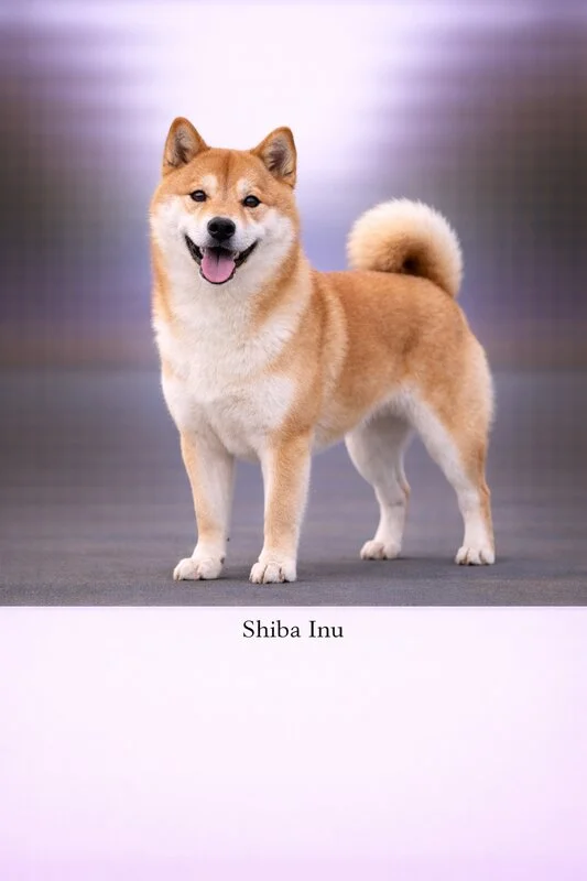 Shiba Inu puppy - Shiba Inu dog breed training guide