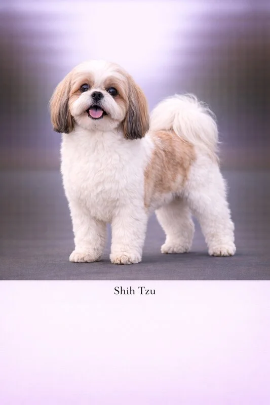 Shih Tzu puppy - Shih Tzu dog breed training guide