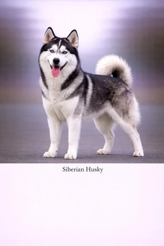 Siberian Husky puppy - Siberian Husky dog breed training guide