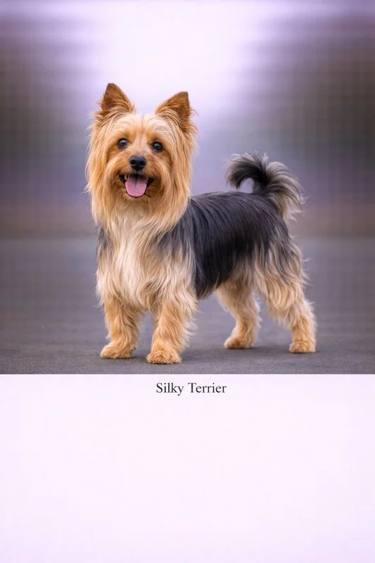 Silky Terrier puppy - Silky Terrier dog breed training guide