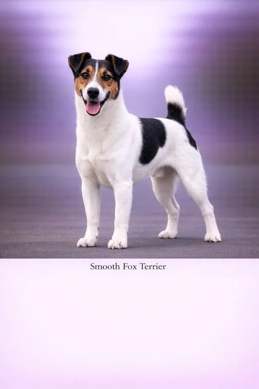 Smooth Fox Terrier puppy - Smooth Fox Terrier dog breed training guide