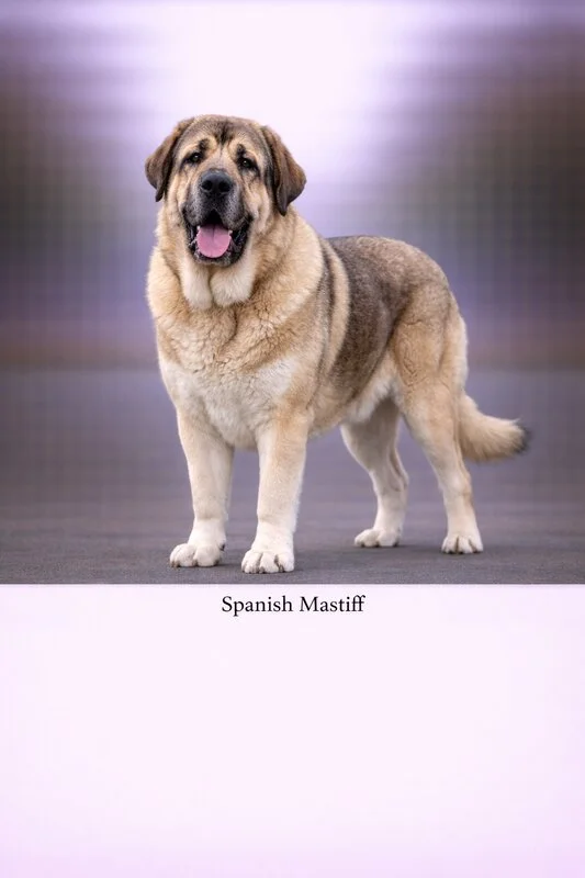 Spanish Mastiff puppy - Spanish Mastiff dog breed training guide