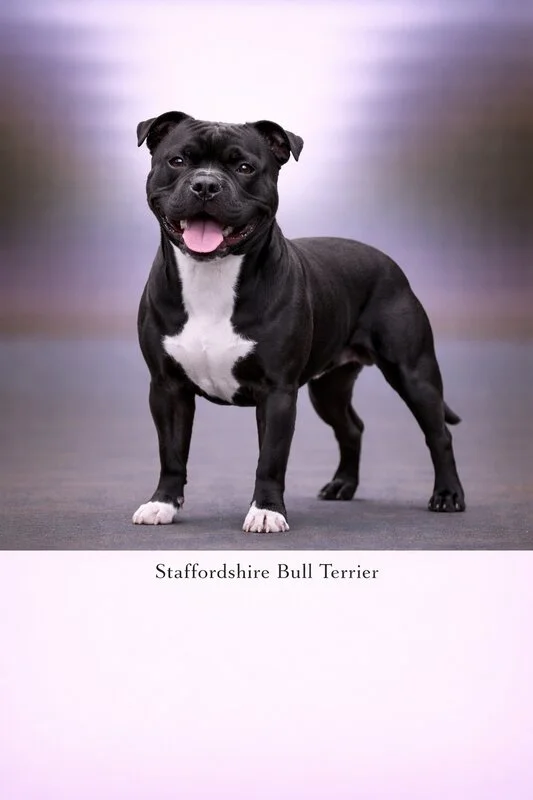 Staffordshire Bull Terrier puppy - Staffordshire Bull Terrier dog breed training guide