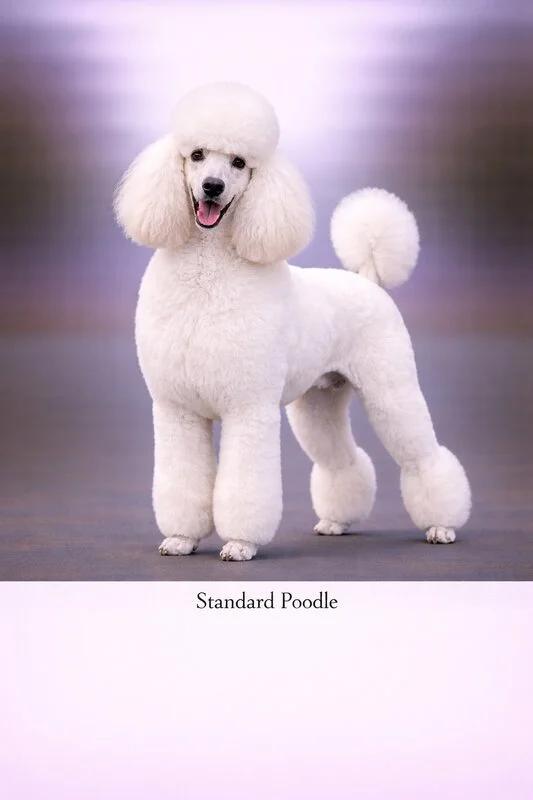 Standard Poodle puppy - Standard Poodle dog breed training guide