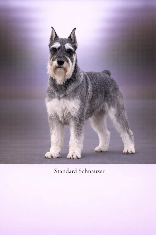 Standard Schnauzer puppy - Standard Schnauzer dog breed training guide