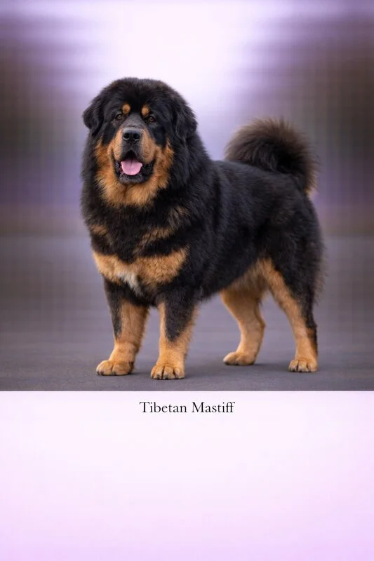 Tibetan Mastiff puppy - Tibetan Mastiff dog breed training guide
