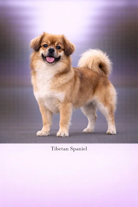 Tibetan Spaniel puppy - Tibetan Spaniel dog breed training guide