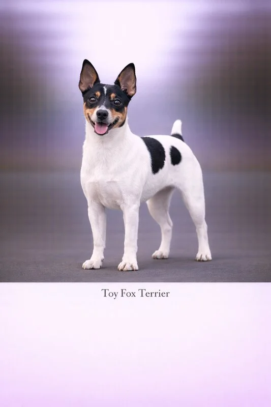 Toy Fox Terrier puppy - Toy Fox Terrier dog breed training guide