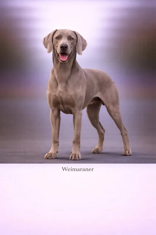 Weimaraner puppy - Weimaraner dog breed training guide