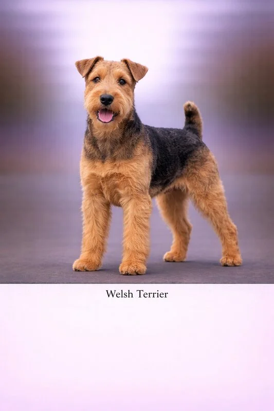 Welsh Terrier puppy - Welsh Terrier dog breed training guide