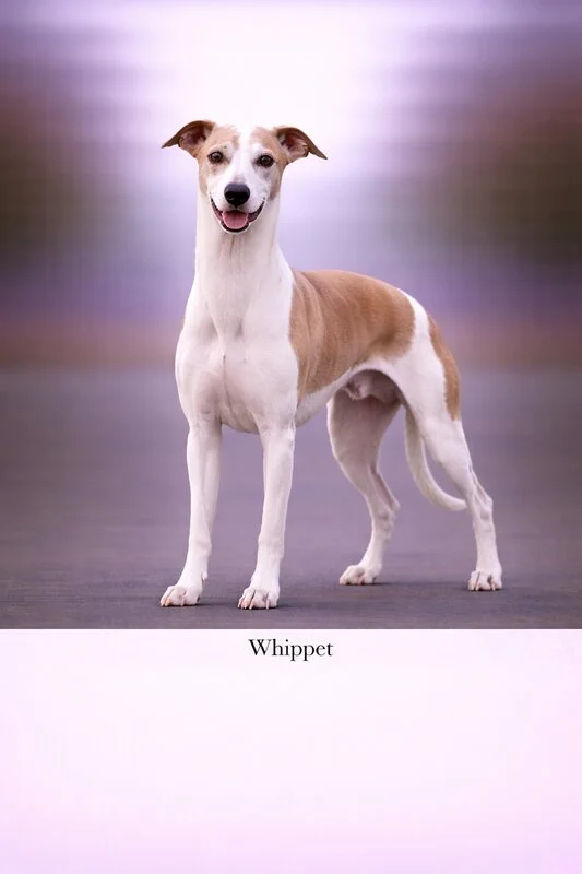 Whippet puppy - Whippet dog breed training guide