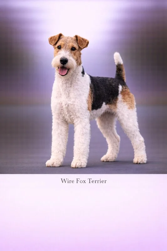 Wire Fox Terrier puppy - Wire Fox Terrier dog breed training guide