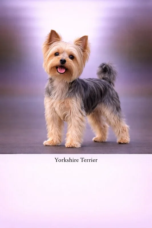 Yorkshire Terrier puppy - Yorkshire Terrier dog breed training guide